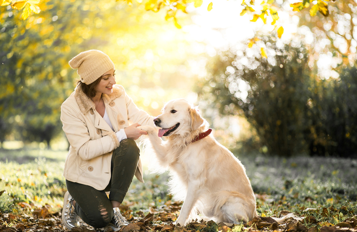 宠物丝兰提取物