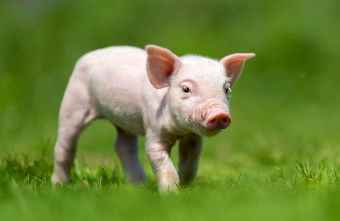 家畜丝兰提取物